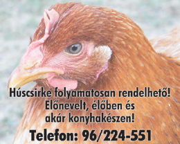 Húscsirke rendelés